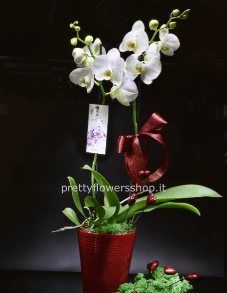 pianta orchidea su vaso ceramica