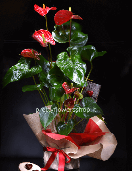 pianta anturium rosso