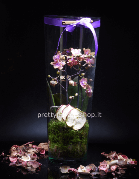pianta orchidea in vaso