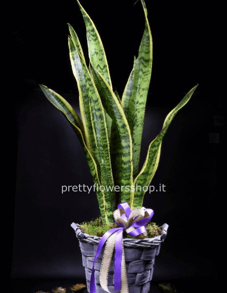 pianta grassa san severia