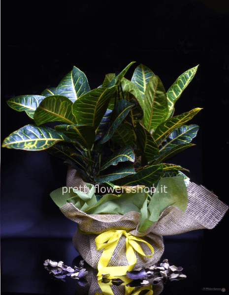 pianta croton